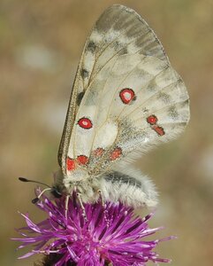 Papilionidae-Parnassiinae-Parnassius apollo-Colmars-les-Alpes, DSC_0011a