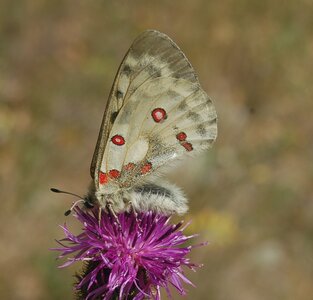 Papilionidae-Parnassiinae-Parnassius apollo-Colmars-les-Alpes, DSC_0013a