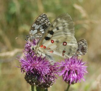Papilionidae-Parnassiinae-Parnassius apollo-Colmars-les-Alpes, DSC_0014a