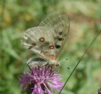 Papilionidae-Parnassiinae-Parnassius apollo-Colmars-les-Alpes, DSC_0022a