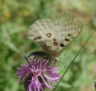 Papilionidae-Parnassiinae-Parnassius apollo-Colmars-les-Alpes, DSC_0023a