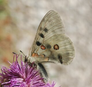 Papilionidae-Parnassiinae-Parnassius apollo-Colmars-les-Alpes, DSC_0037a
