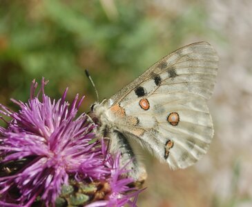 Papilionidae-Parnassiinae-Parnassius apollo-Colmars-les-Alpes, DSC_0050a