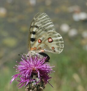 Papilionidae-Parnassiinae-Parnassius apollo-Colmars-les-Alpes, DSC_0053a