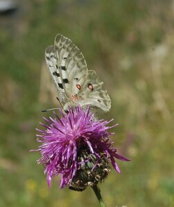 Papilionidae-Parnassiinae-Parnassius apollo-Colmars-les-Alpes, DSC_0078a
