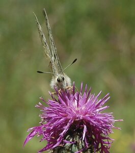 Papilionidae-Parnassiinae-Parnassius apollo-Colmars-les-Alpes, DSC_0091a