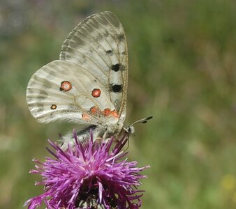 Papilionidae-Parnassiinae-Parnassius apollo-Colmars-les-Alpes, DSC_0097a  2 