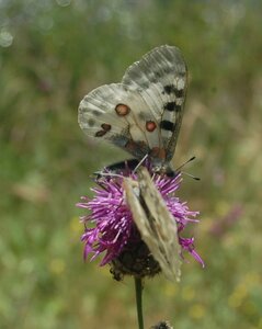 Papilionidae-Parnassiinae-Parnassius apollo-Colmars-les-Alpes, DSC_0116a