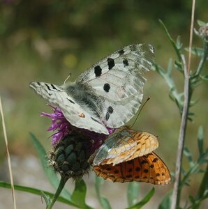 Papilionidae-Parnassiinae-Parnassius apollo-Colmars-les-Alpes, DSC_0531a