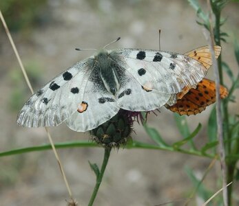 Papilionidae-Parnassiinae-Parnassius apollo-Colmars-les-Alpes, DSC_0534a