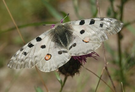Papilionidae-Parnassiinae-Parnassius apollo-Colmars-les-Alpes, DSC_0539a