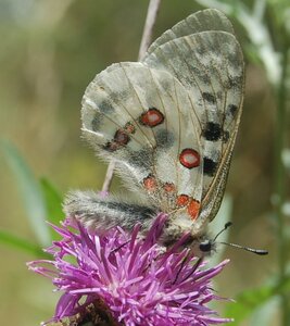 Papilionidae-Parnassiinae-Parnassius apollo-Colmars-les-Alpes, DSC_0573a