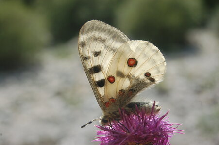 Papilionidae-Parnassiinae-Parnassius apollo-Colmars-les-Alpes, DSC_0605