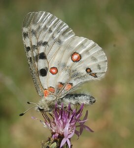 Papilionidae-Parnassiinae-Parnassius apollo-Colmars-les-Alpes, DSC_0989a