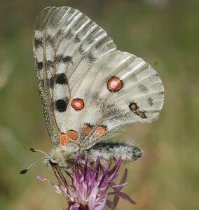 Papilionidae-Parnassiinae-Parnassius apollo-Colmars-les-Alpes, DSC_0991a