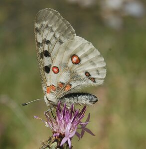Papilionidae-Parnassiinae-Parnassius apollo-Colmars-les-Alpes, DSC_0996a