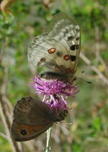 Papilionidae-Parnassiinae-Parnassius apollo-Colmars-les-Alpes, DSC_1022a