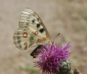 Papilionidae-Parnassiinae-Parnassius apollo-Colmars-les-Alpes, DSC_0106a