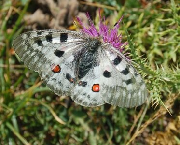 Papilionidae-Parnassiinae-Parnassius apollo-Colmars-les-Alpes, DSC_0844A