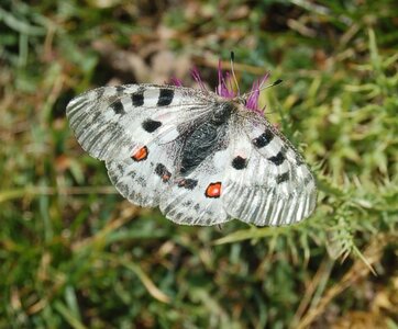 Papilionidae-Parnassiinae-Parnassius apollo-Colmars-les-Alpes, DSC_0846A