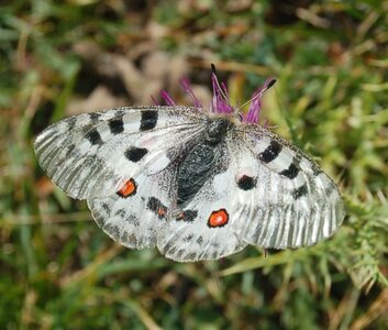 Papilionidae-Parnassiinae-Parnassius apollo-Colmars-les-Alpes, DSC_0847A