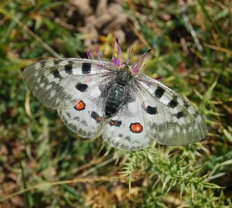 Papilionidae-Parnassiinae-Parnassius apollo-Colmars-les-Alpes, DSC_0848A