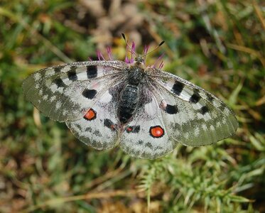 Papilionidae-Parnassiinae-Parnassius apollo-Colmars-les-Alpes, DSC_0849A