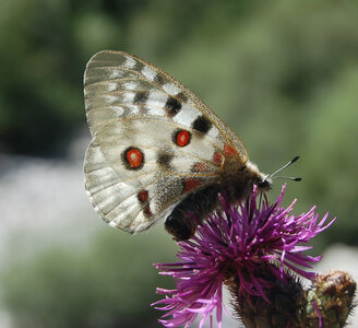 Papilionidae-Parnassiinae-Parnassius apollo-Colmars-les-Alpes, DSC_0717