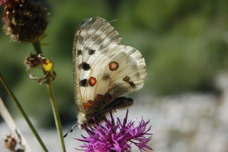 Papilionidae-Parnassiinae-Parnassius apollo-Colmars-les-Alpes, DSC_0781