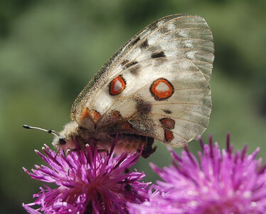 Papilionidae-Parnassiinae-Parnassius apollo-Colmars-les-Alpes, DSC_0117-2