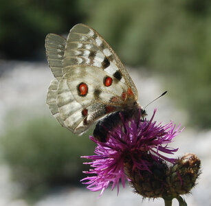 Papilionidae-Parnassiinae-Parnassius apollo-Colmars-les-Alpes, DSC_0718