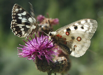 Papilionidae-Parnassiinae-Parnassius apollo-Colmars-les-Alpes, DSC_0882