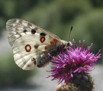 Papilionidae-Parnassiinae-Parnassius apollo-Colmars-les-Alpes, DSC_0885