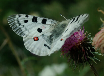Papilionidae-Parnassiinae-Parnassius apollo-Colmars-les-Alpes, DSC_0862