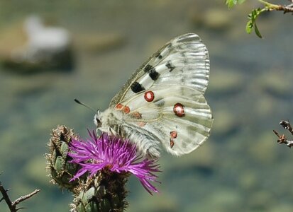 Papilionidae-Parnassiinae-Parnassius apollo-Colmars-les-Alpes, DSC_0315a