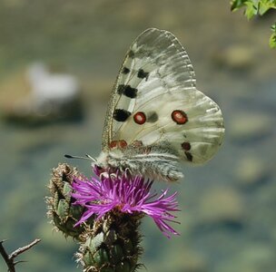 Papilionidae-Parnassiinae-Parnassius apollo-Colmars-les-Alpes, DSC_0316a