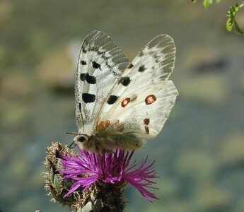 Papilionidae-Parnassiinae-Parnassius apollo-Colmars-les-Alpes, DSC_0318a