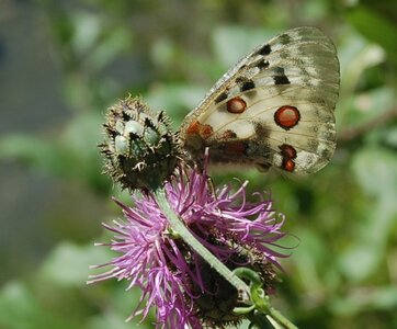 Papilionidae-Parnassiinae-Parnassius apollo-Colmars-les-Alpes, DSC_0346A