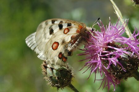 Papilionidae-Parnassiinae-Parnassius apollo-Colmars-les-Alpes, DSC_0351A