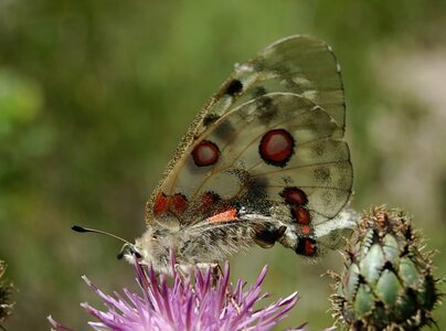 Papilionidae-Parnassiinae-Parnassius apollo-Colmars-les-Alpes, DSC_0353A