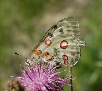 Papilionidae-Parnassiinae-Parnassius apollo-Colmars-les-Alpes, DSC_0361A