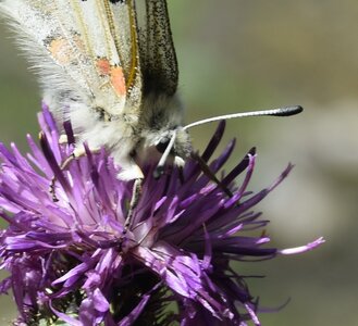 Papilionidae-Parnassiinae-Parnassius apollo-Colmars-les-Alpes, DSC_0233