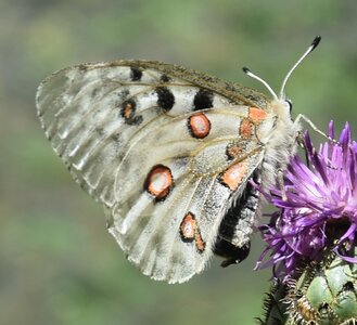 Papilionidae-Parnassiinae-Parnassius apollo-Colmars-les-Alpes, DSC_0234