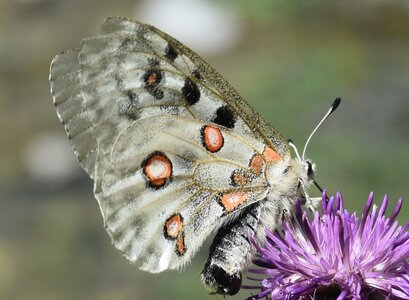 Papilionidae-Parnassiinae-Parnassius apollo-Colmars-les-Alpes, DSC_0236