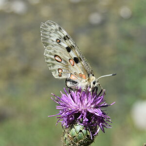 Papilionidae-Parnassiinae-Parnassius apollo-Colmars-les-Alpes, DSC_0546