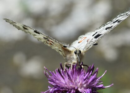 Papilionidae-Parnassiinae-Parnassius apollo-Colmars-les-Alpes, DSC_0243