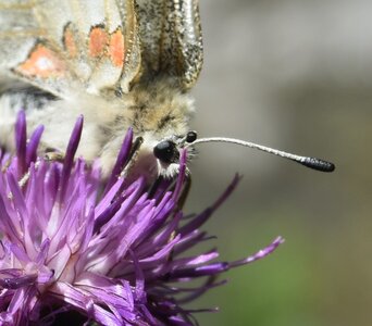 Papilionidae-Parnassiinae-Parnassius apollo-Colmars-les-Alpes, DSC_0246