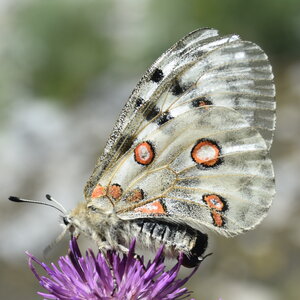 Papilionidae-Parnassiinae-Parnassius apollo-Colmars-les-Alpes, DSC_0522