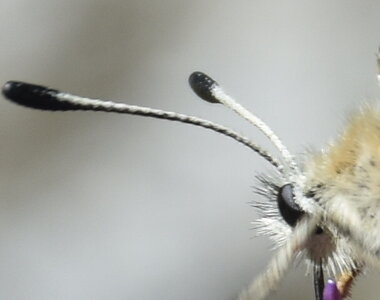 Papilionidae-Parnassiinae-Parnassius apollo-Colmars-les-Alpes, DSC_0523