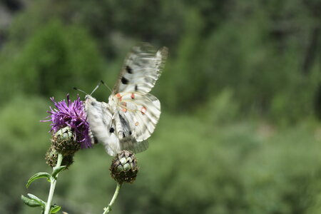 Papilionidae-Parnassiinae-Parnassius apollo-Colmars-les-Alpes, DSC_0258